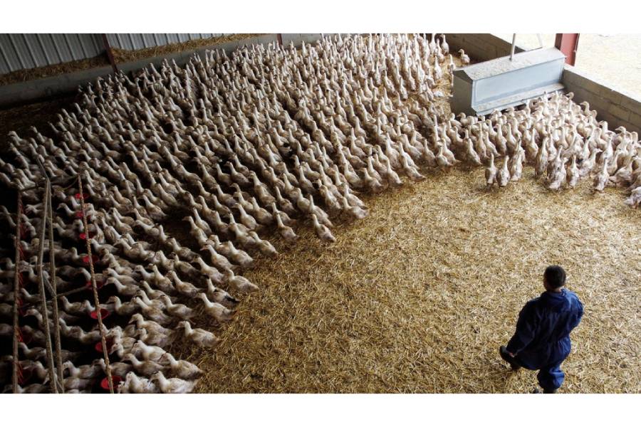 Ducks are seen inside a poultry farm in Castelnau-Tursan, France, Jan 24, 2023.