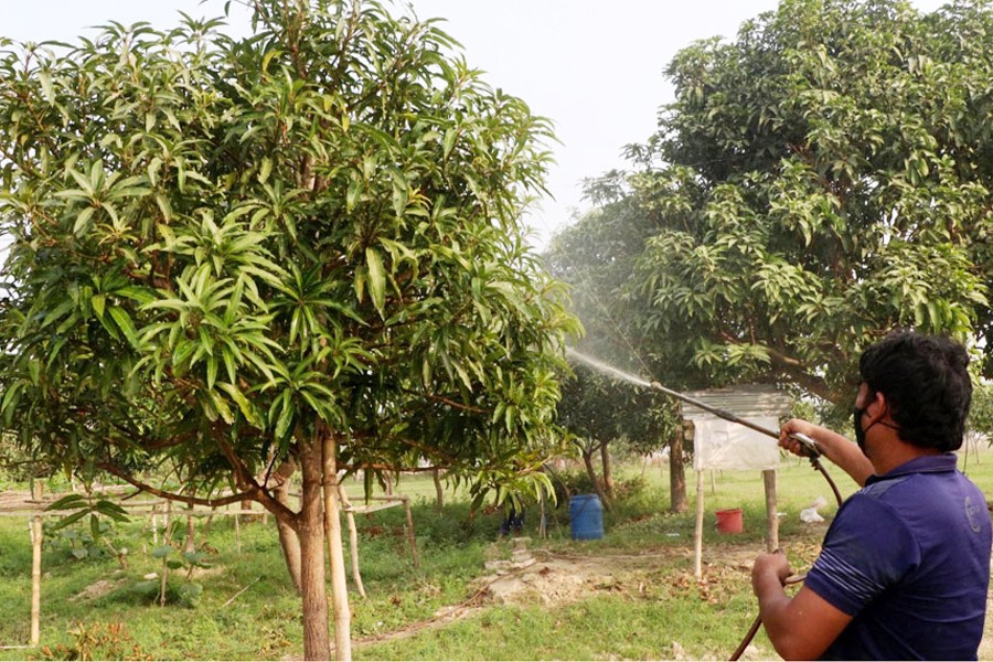 A farmer spraying pesticides at a mango orchard in Paba upazila of Rajshahi district - FE Photo