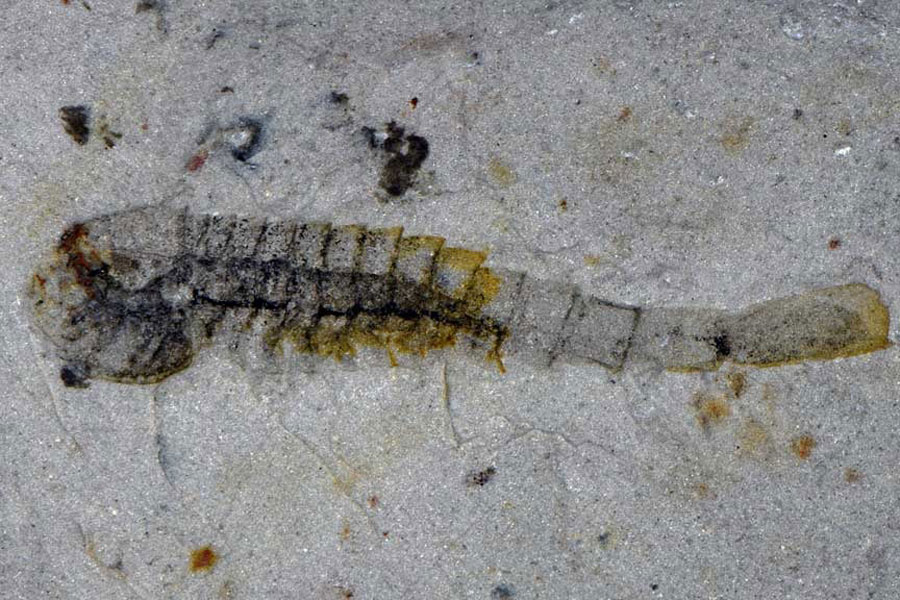 The fossil of the Cambrian Period marine arthropod Fuxianhuiid, with gut preserved, discovered in Hunan province in southern China and dating to around 512 million years, is seen in this photograph released on Jan 28, 2026. The scale bar is 2 mm.