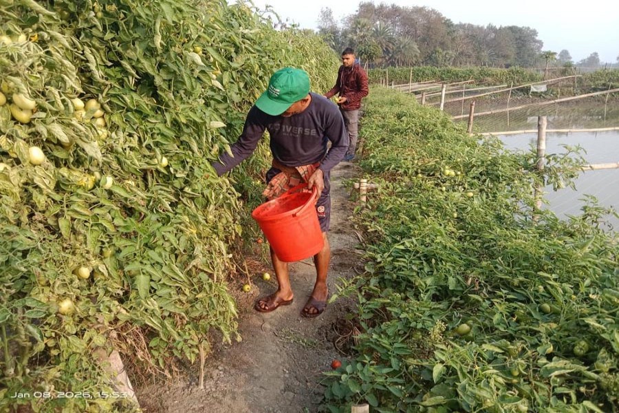 Two farmers pick tomatoes from their garden at Roghunathpur of Gopalganj Sadar Upazila. - FE Photo