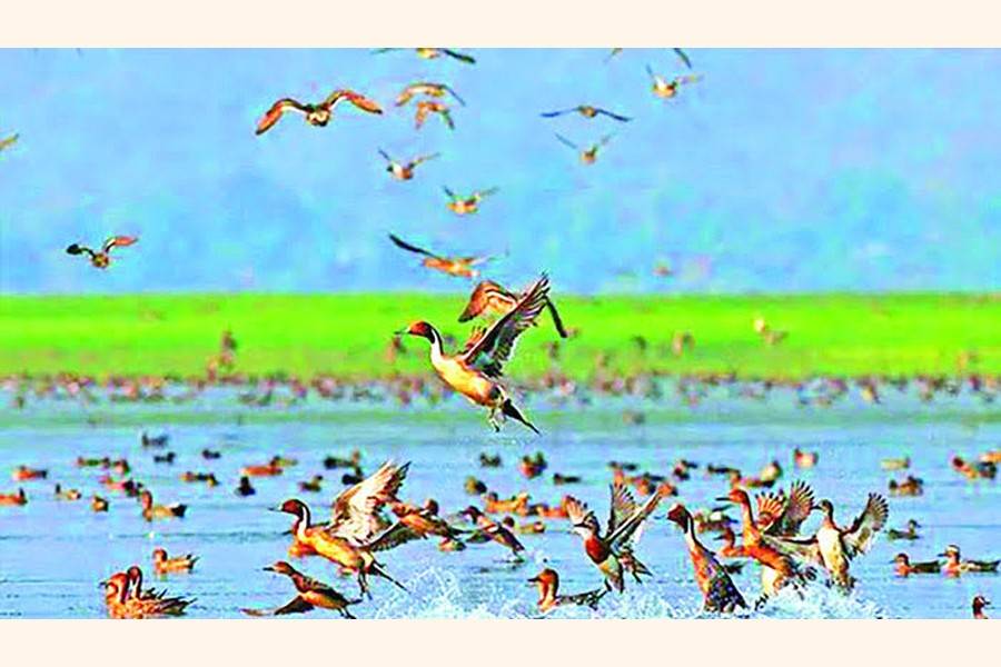 The photo shows a lower number of migratory birds at Tanguar Haor in Sunamganj district as winter draws to a close