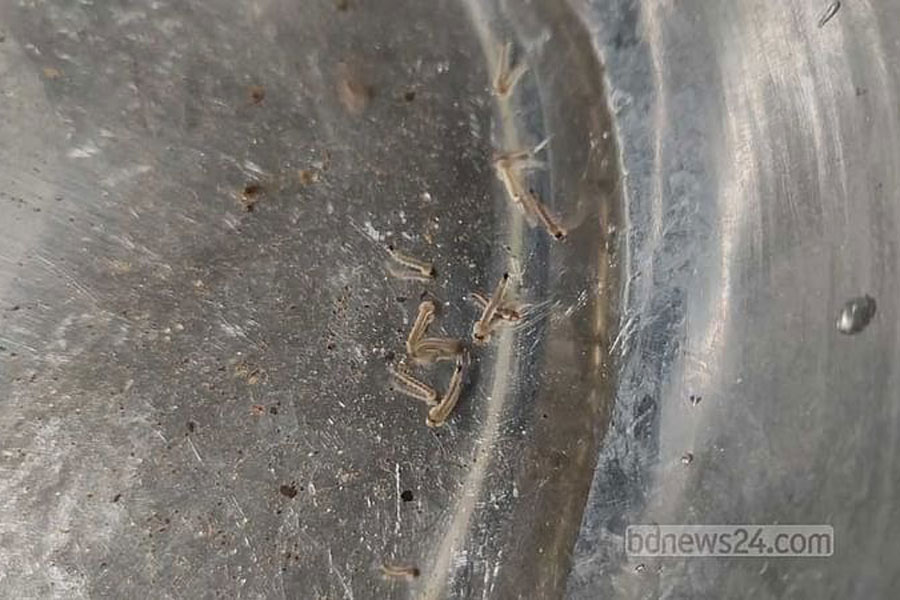 File photo of the larvae of Aedes aegypti, a known carrier of the dengue virus.