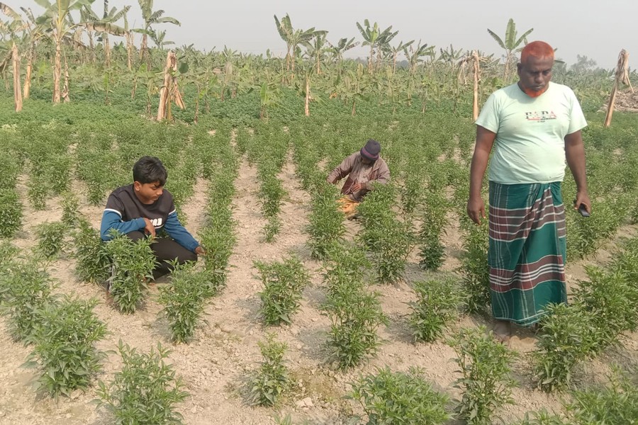 Farmers busy taking care of chilli field at a village in Gabtali Upazila in Bogura district — FE Photo