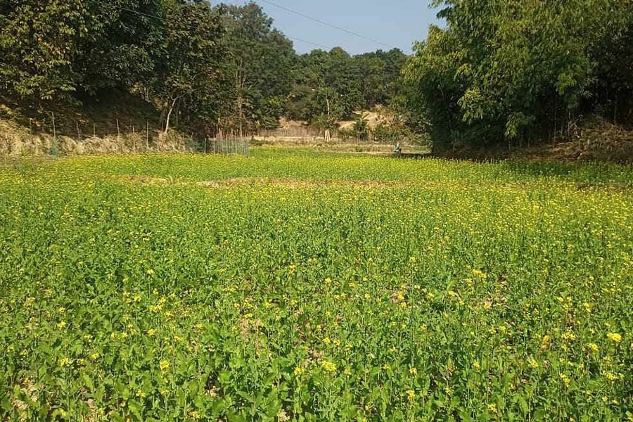 A partial view of mustard fields at Chakaria Upazila in Cox's Bazar Sadar. — FE Photo