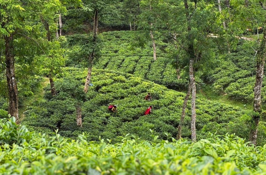 A tea garden in Sylhet