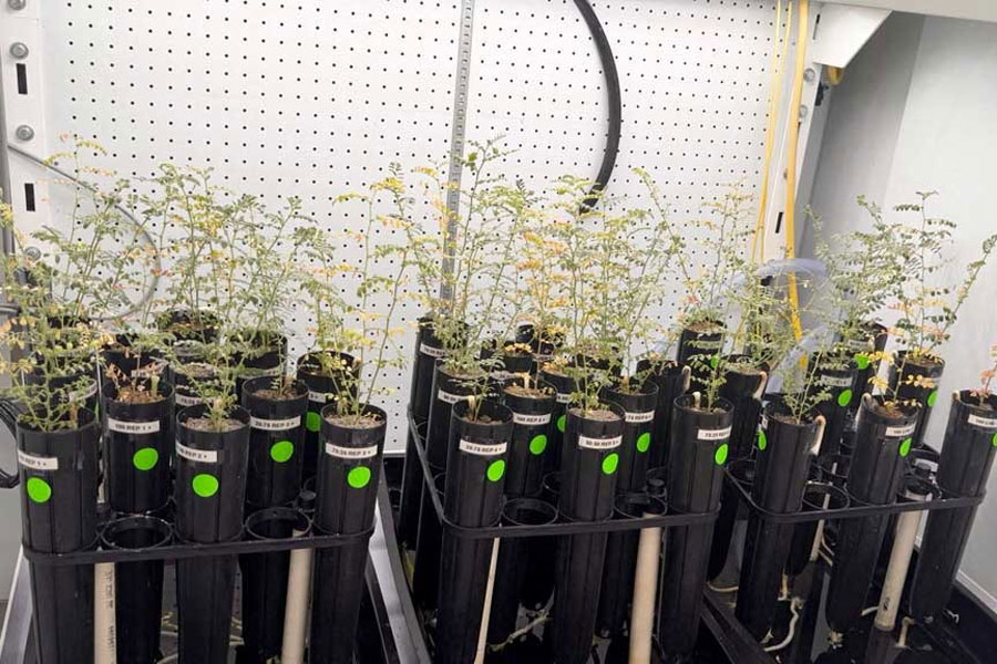 Chickpeas grown in a mixture that included lunar soil simulant inside a climate-controlled growth chamber at Texas A&M University in College Station, Texas, US, seen in this photograph released on Mar 5, 2026.
