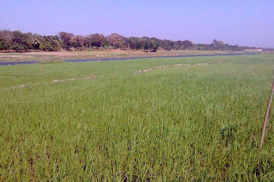 A Boro field at Nanduali village under Magura Sadar Upazila. — FE Photo