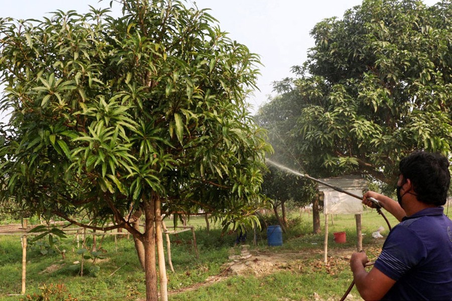 A farmer busy spraying pesticides on a mango tree at Guripara of Rajshahi city- FE Photo