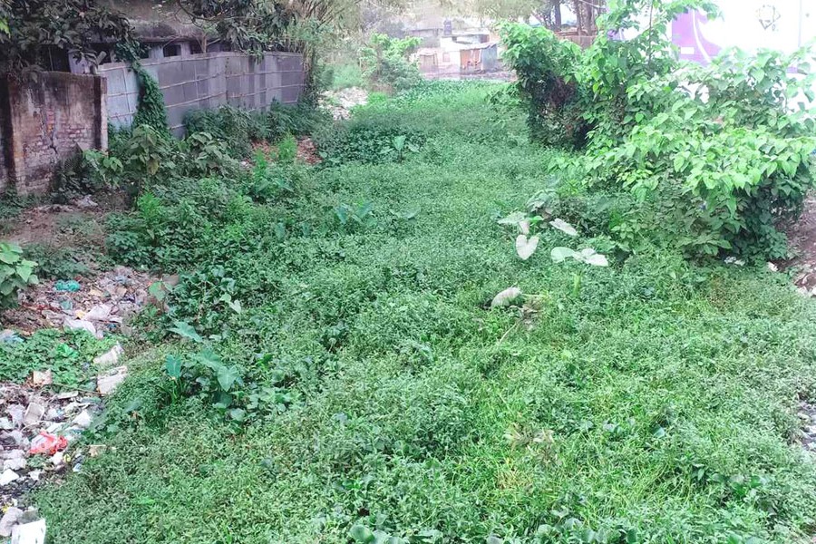 Shyamasundari Canal, the lone drainage point in Rangpur city, filled with waste and shrubs, has become breeding grounds of mosquitoes. The photo was taken from Gomostapara area of Rangpur city. — FE Photo