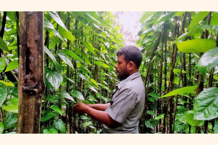 A farmer takes care of his betel leaf garden at Alidhani village in Magura Sadar Upazila. — FE Photo