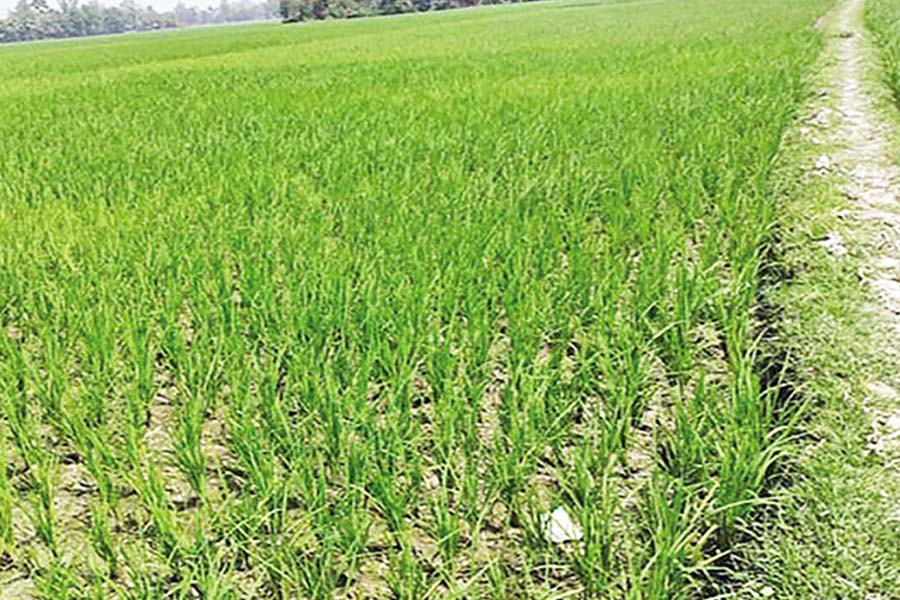 Farmers fear a massive loss as their fields run dry due to lack of irrigation —Photo: Collected