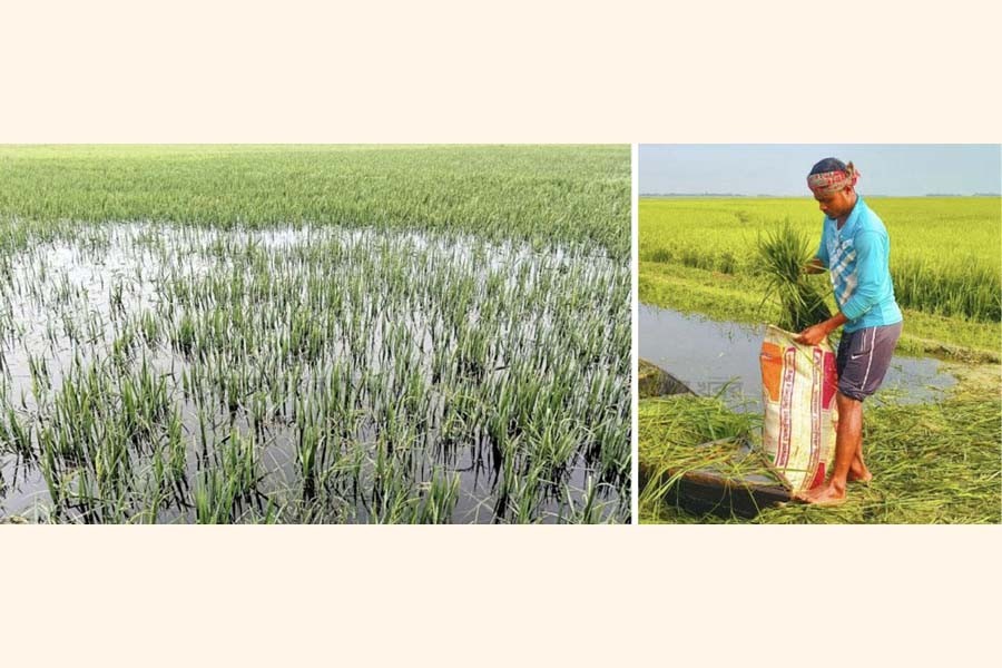 The photo shows a waterlogged Boro paddy field in Chandrasonar Thal in Sunamganj district (left); and apprehending severe damage, a worried farmer is harvesting his unripe paddy -FE Photos