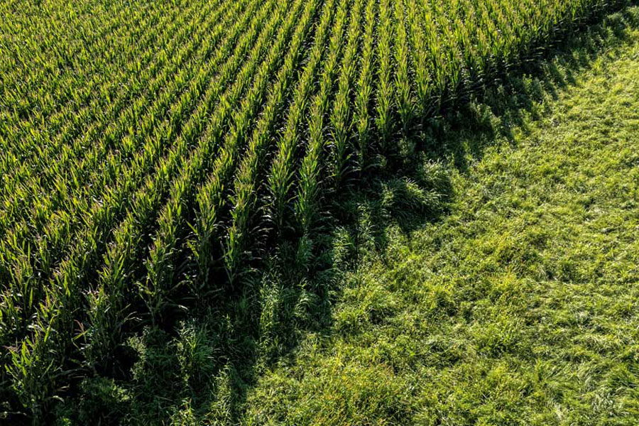 A drone view shows acres of corn fields filling the landscape near Springdale, Iowa, US, Aug 20, 2025.