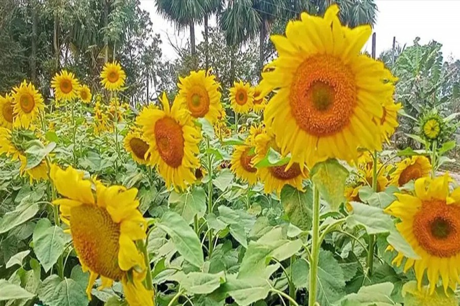 A partial view of a sunflower garden in Sharsha upazila of Jashore district, where farming of the oilseed is expanding on a large scale for cost-effectiveness and high profitability- FE Photo