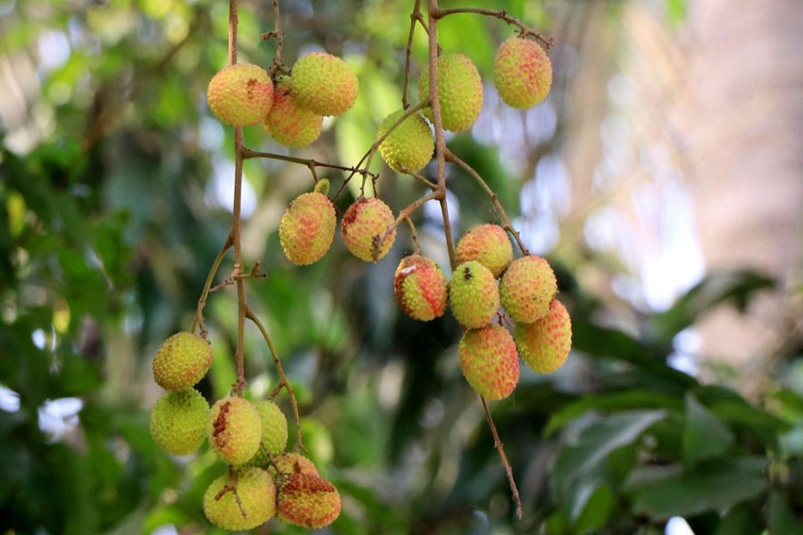 A branch of litchis hanging on a tree at an orchard in Rajshahi city. — FE Photo