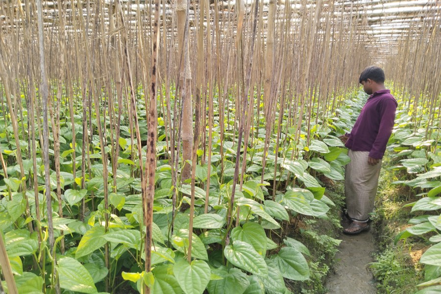 A farmer takes care of his betel leaf garden at Hoanak union in Maheshkhali upazila of Cox's Bazar district. Famous for a unique fragrance, the betel leaf here is exported globally — FE Photo
