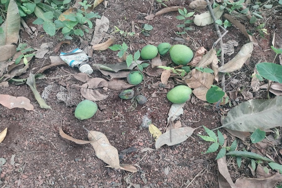 Rotten mangoes lie scattered on the ground after falling from trees in an orchard of Chapainawabganj Sadar Upazila. — FE Photo