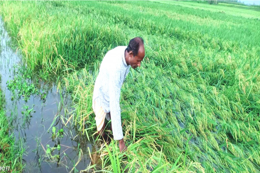 A farmer is inspecting his affected Boro paddy field which was submerged due to torrential rainfall of the past several days. The photo was taken from Sadya Pushkorni area in Rangpur Sadar upazila — FE photo