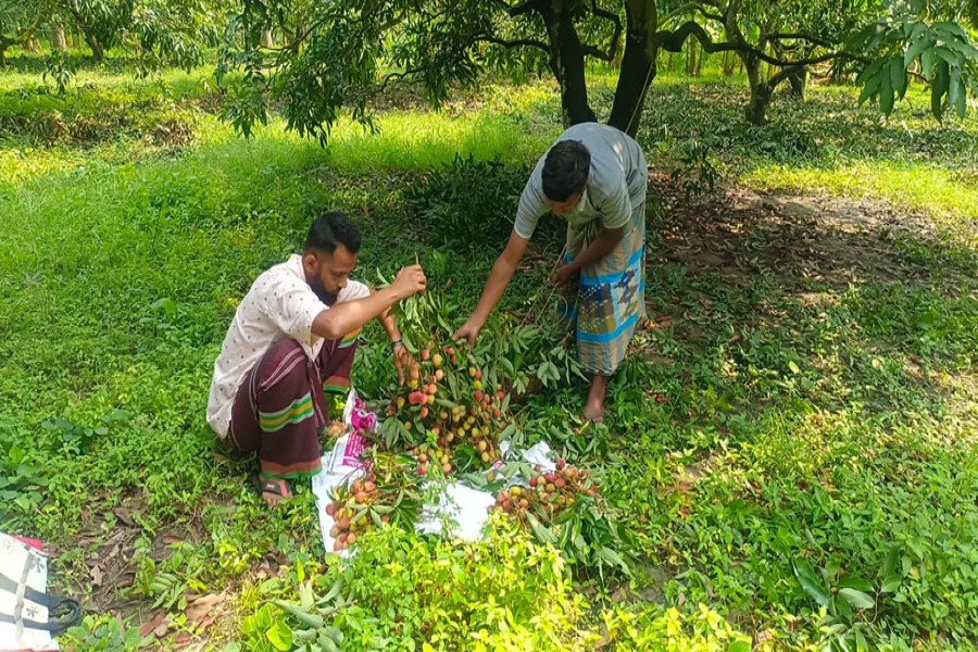 Farmers busy sorting litchis at an orchard at Maharajpur village in Gurudaspur upazila of Natore district- FE photo