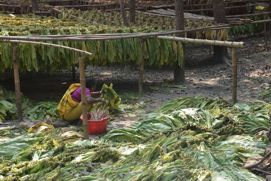 A female worker busy processing tobacco leaves in Saturia upazila of Manikganj district. — FE Photo
