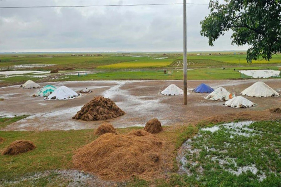 Photo shows soaked or half-rotten Boro paddy lies in piles at a field in Sunamganj district — FE Photo