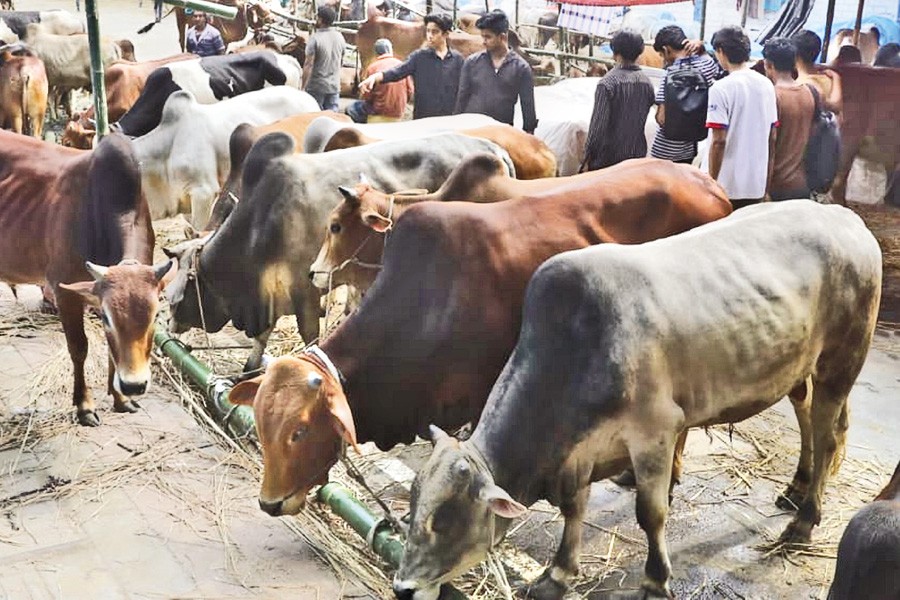 Ahead of Eid-ul-Azha, the capital's cattle markets are seeing the arrival of sacrificial animals, including cows, buffaloes, goats, and sheep, every day. The photo was taken in the Tejgaon area on Friday. — FE photo