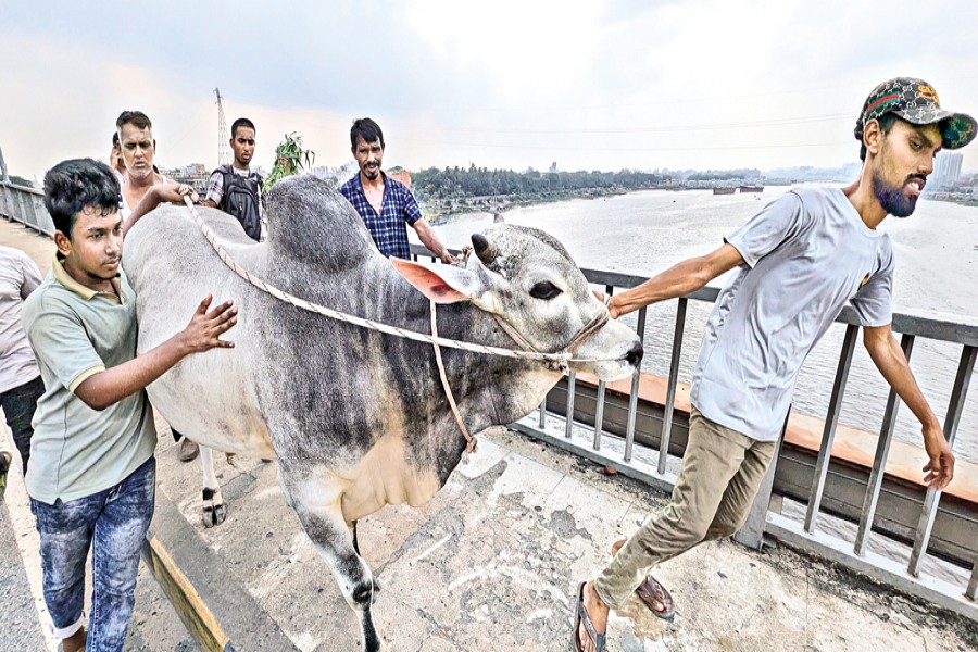 Handlers carry a cow over Postogola Bridge on the Buriganga River in the capital after purchasing it from the Postogola sacrificial cattle market ahead of Eid-ul-Azha on Monday. — FE Photo by Shafiqul Alam