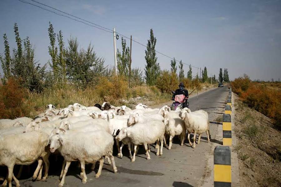Lv Tusong, 45, herds his sheep on a scooter in a village near the edge of the Gobi desert on the outskirts of Yumen, Gansu province, China, Sept 29, 2020. Farmers pay authorities for use of water from Qilian supplied either through open ditches or covered wells. "You pay for two inches worth of water but you only get one inch's worth," said Lv who has over 90 mu of land in the north of Yumen city.