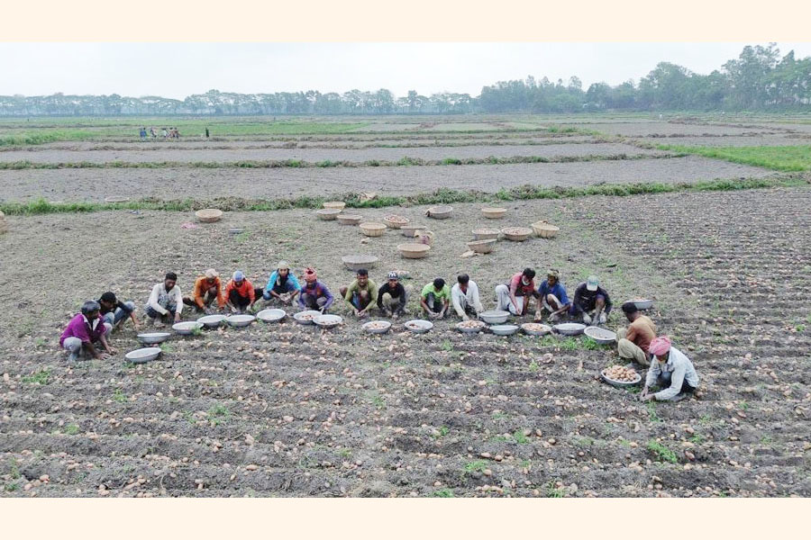 Farmers harvest potatoes in Munshiganj on April 1, 2026. Seed quality contributes to better Potato production —Xinhua Photo