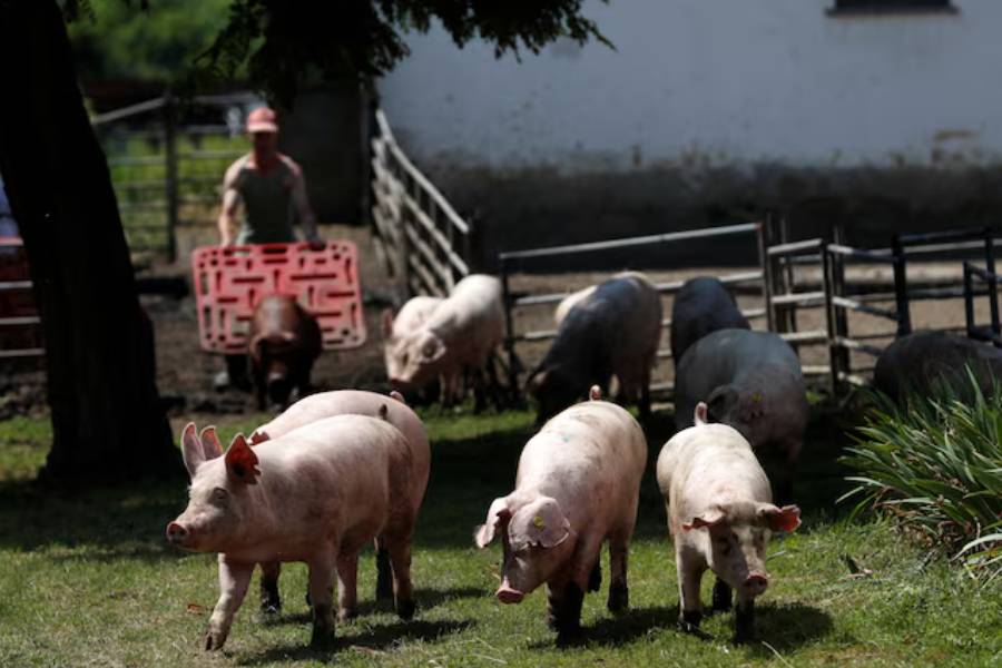 Pigs are seen on a pig farm in Rabacsecseny, Hungary, May 31, 2018.