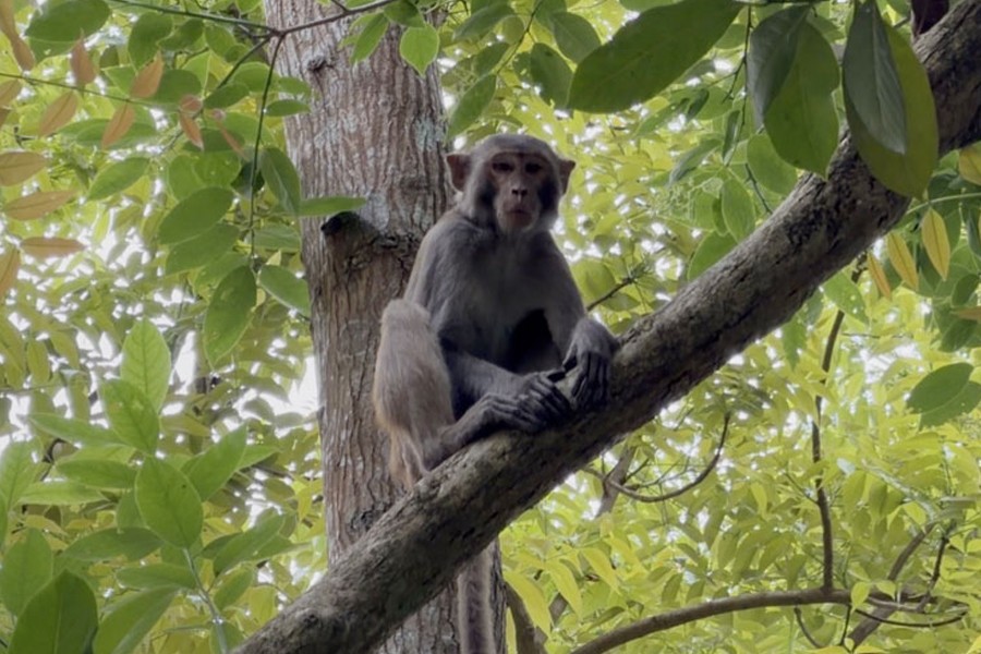 Photo shows a stray monkey is sitting on a tree limb at Palpara in Naria upazila of Shariatpur district - FE Photo