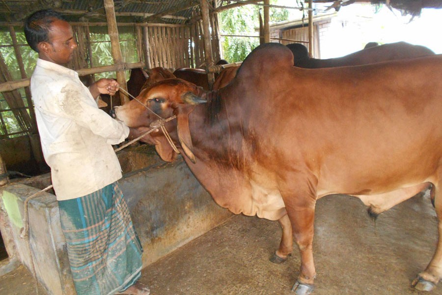 Photo shows a farmer taking care of his cattle that remained unsold after Eid-ul-Azaha this year at Bashkutha village in Magura district- FE photo