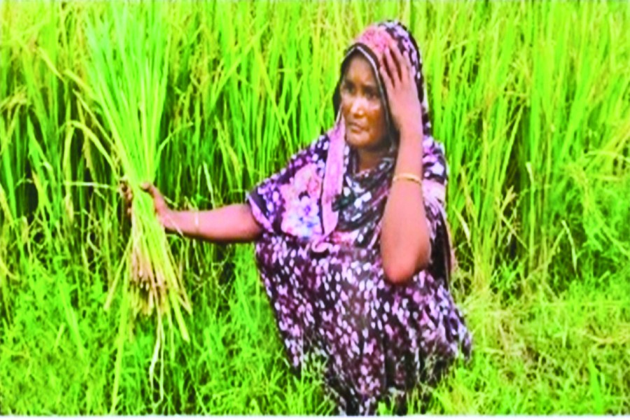 Photo shows a disappointed female farmer is sitting in her field where paddy plants have unfortunately grown chaffy sheaves in Matlab Dakhsin upazila of Chandpur district this season-FE Photo
