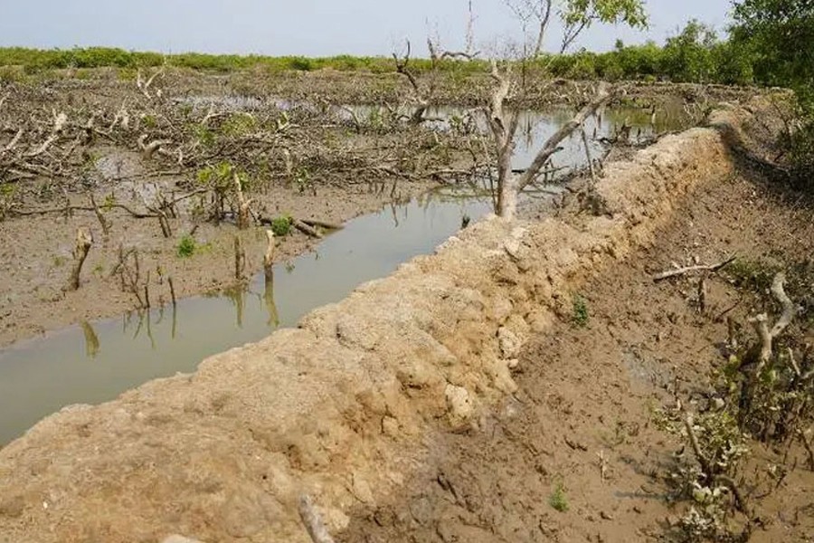 A four to five foot high earthen dam has been constructed on Sonadia Island by cutting down the dense mangrove forest. Shrimp is being cultivated illegally there - FE Photo