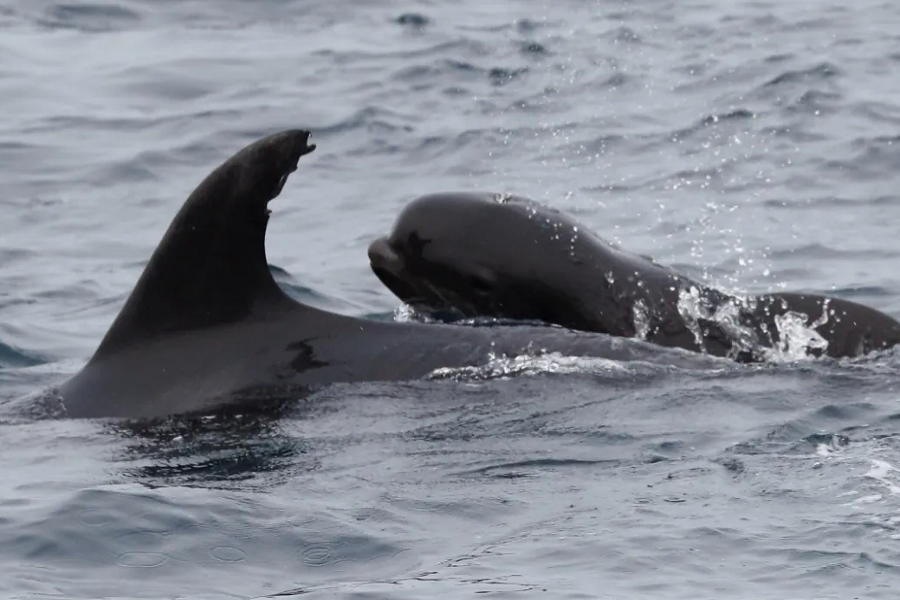 Bottlenose Dolphin spotted with Pilot Whale Calf, an instance of cross-species adoption