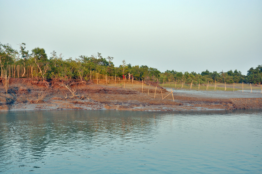 Nylon net fencing in the Indian part of Sundarbans. Collected photo