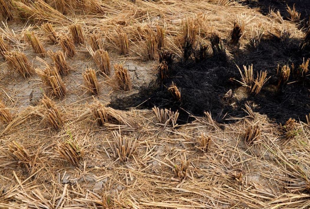 Burnt stubble in a crop field is seen in a village in Karnal district in the northern state of Haryana, India, November 4, 2023.REUTERS/Anushree Fadnavis