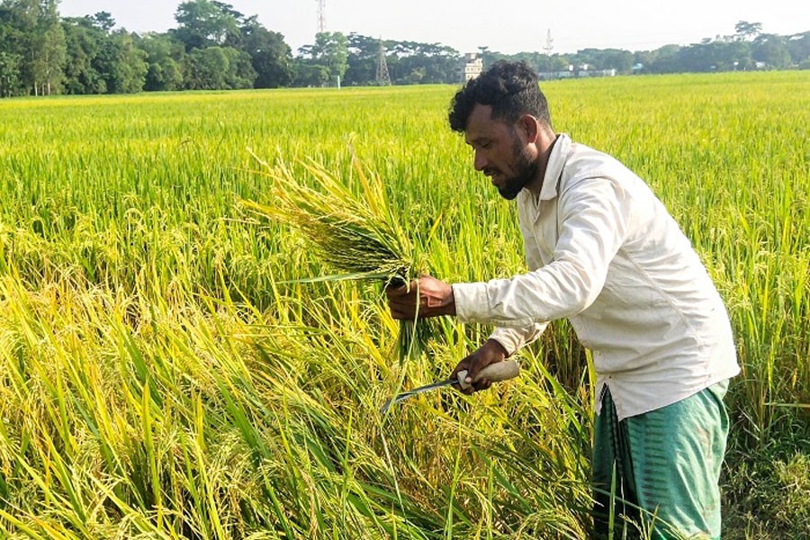 A farmer busy harvesting early-variety T-Aman paddy at a village in Sunamganj district — FE Photo