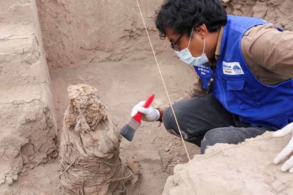 An archaeologist works on one of five mummies, that according to archaeologists belong to the pre-Inca Ychsma culture that inhabited the central coast of Peru from approximately 900 to 1450 AD., at the Huaca La Florida archaeological site, in Lima, Peru on November 21, 2023 — Reuters