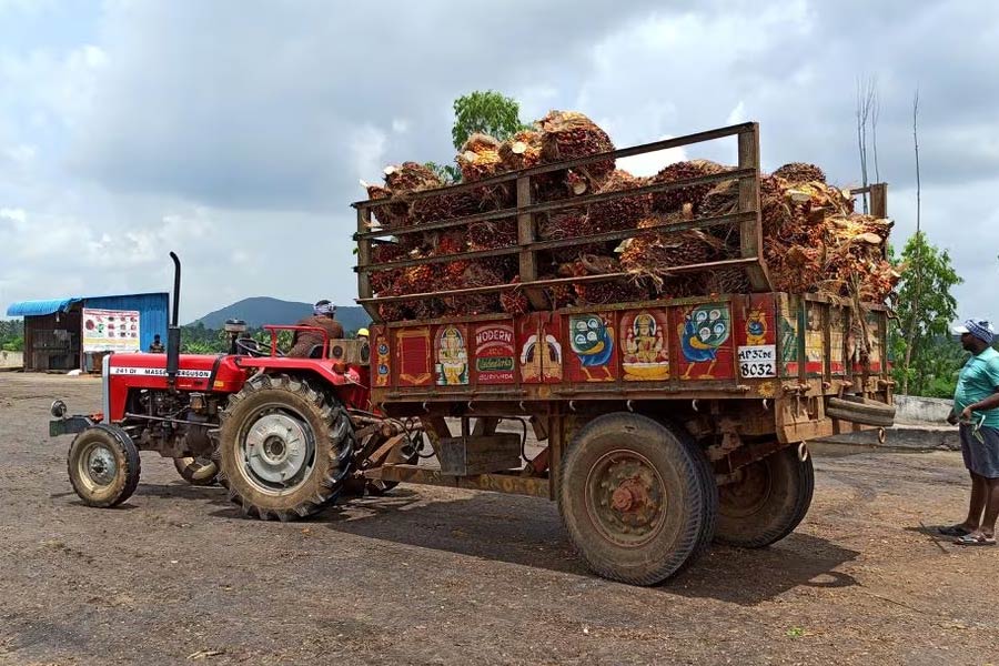 A farmer preparing to unload oil palm bunches from a tractor trolley in a mill at Dwaraka Tirumala in the southern state of Andhra Pradesh of India on September 1 in 2021 –Reuters file photo