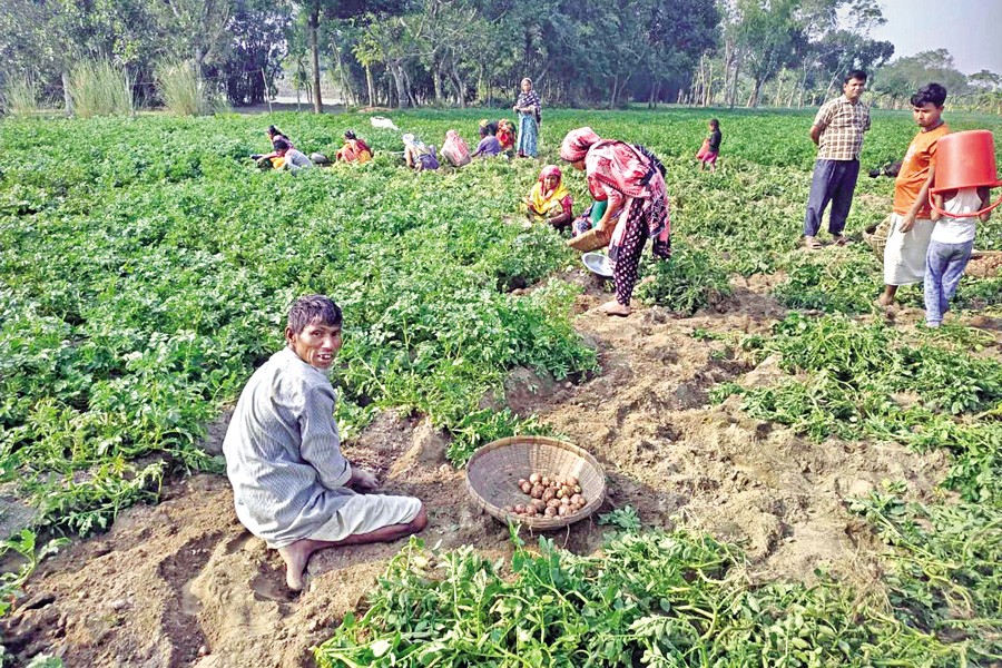 Farmers in Kishorganj upazila of northern district Nilphamari reap the rewards of early potato cultivation, fetching record prices of Tk 55-60 per kg at farm level this year. — FE Photo