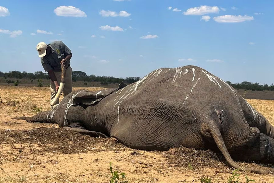 An officials inspects the tusk of a dead elephant in Hwange National Park, Zimbabwe, December 7, 2023 REUTERS/Nyasha Chigono Acquire Licensing Rights