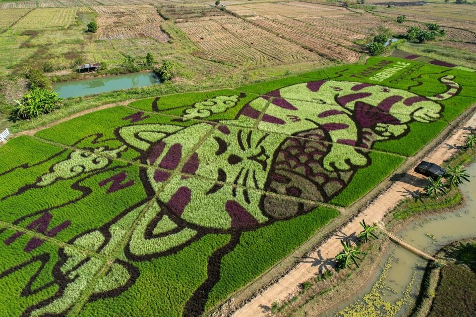 A lively cat image created by Thunyapong Jaikum, a thai farmer and artist, is seen in rice fields in Chiang Rai province, north of Thailand on December 16, 2023 — Reuters photo