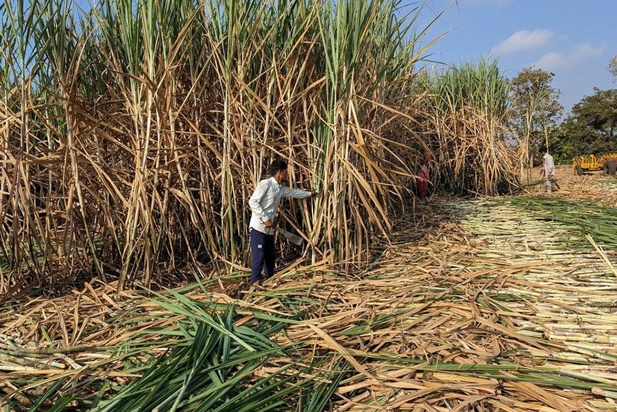 Workers harvest sugarcane in a filed in Kolhapur district in the western state of Maharashtra, India on November 30, 2023 — Reuters/Files
