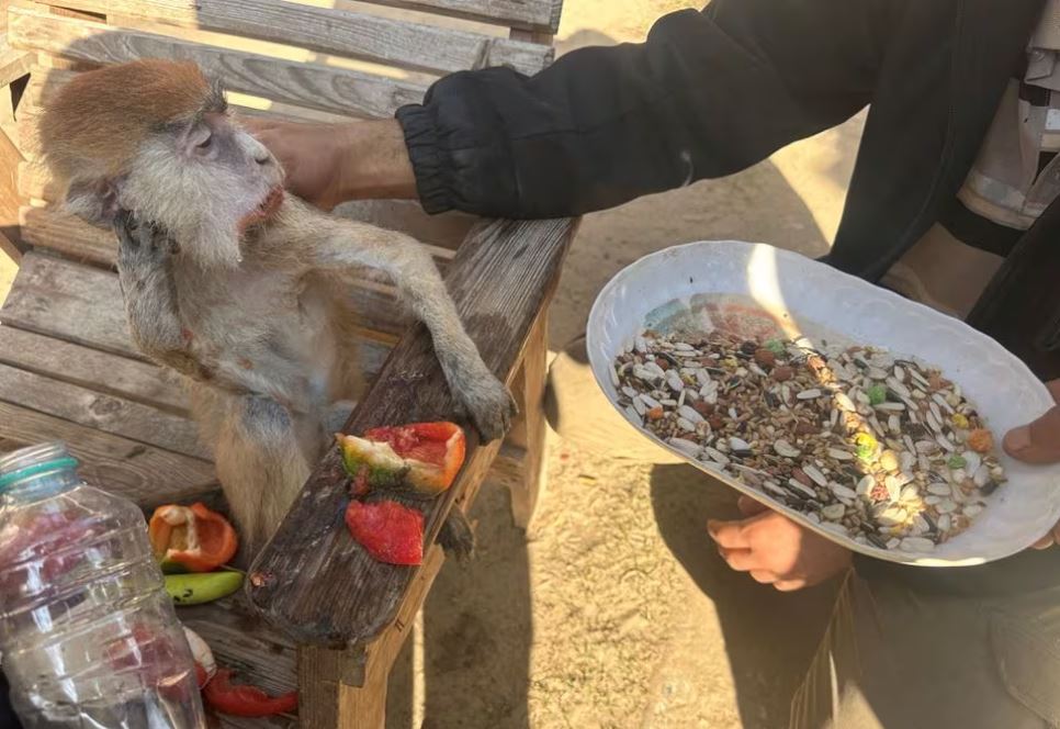 A Palestinian man feeds a monkey at a zoo, amid the ongoing conflict between Israel and Hamas, in Rafah in the southern Gaza Strip December 31, 2023. REUTERS/Mohammed Salem