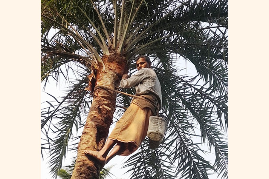 Photo shows a date tree farmer, locally known as gachhis, busy collecting date juice from a tree at Tetulia in Bagha upazila of Rajshahi district — FE Photo