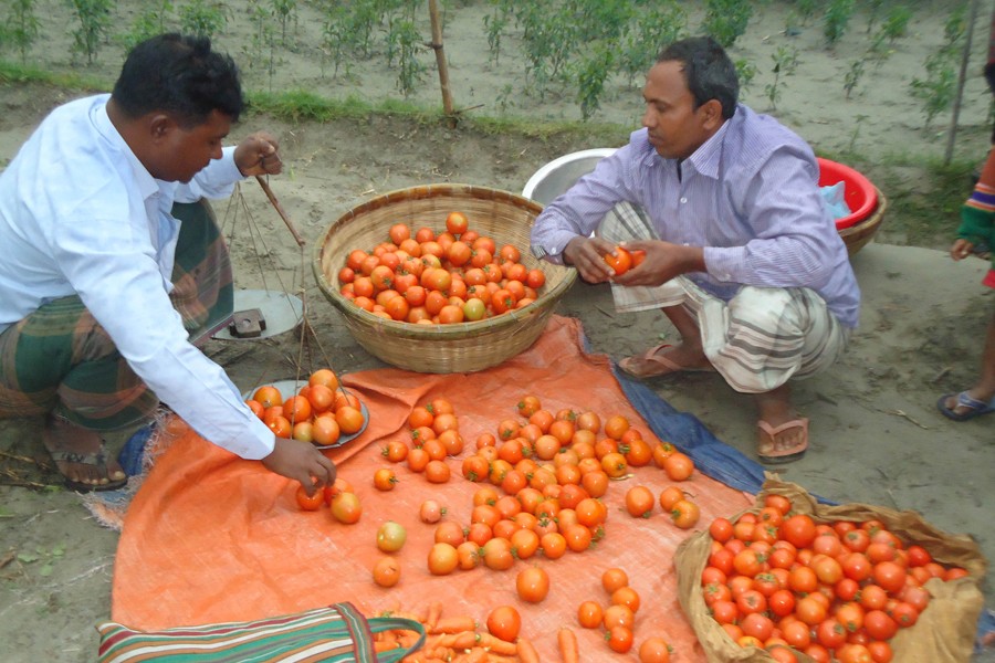 The photo snapped recently shows a farmer selling tomato at a market in Shariakandi upazila of Bogura district. The farmer laments getting comparatively less crop this season for using substandard seeds purchased from the local market — FE Photo