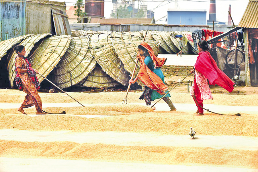 Women spread paddy crop for drying at a yard — Agency Photo