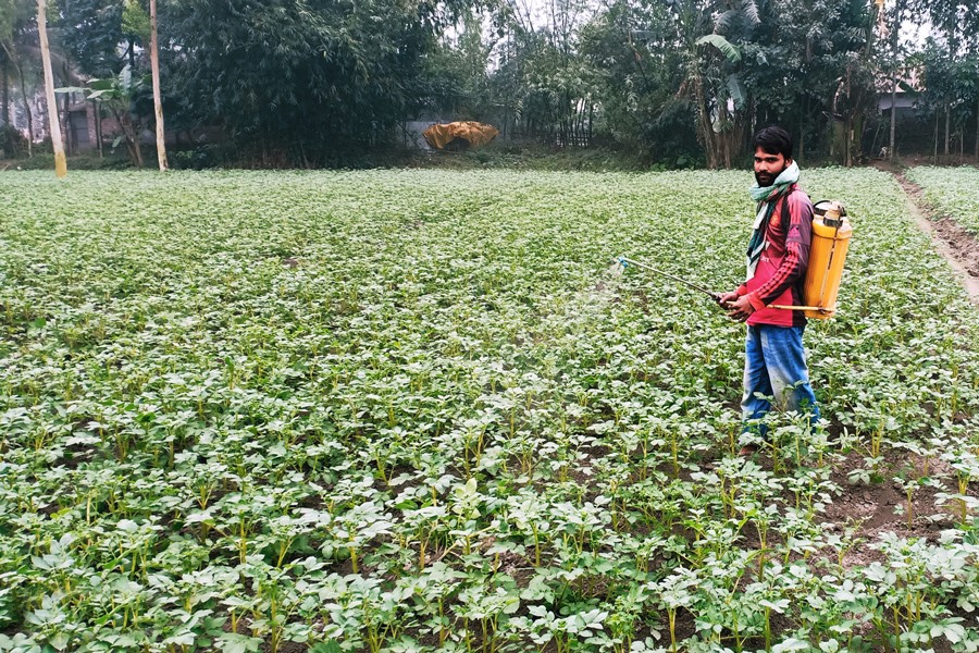 A farmer busy spraying medicine on his late blight-affected potato field in Benughat area of Rangpur district — FE Photo