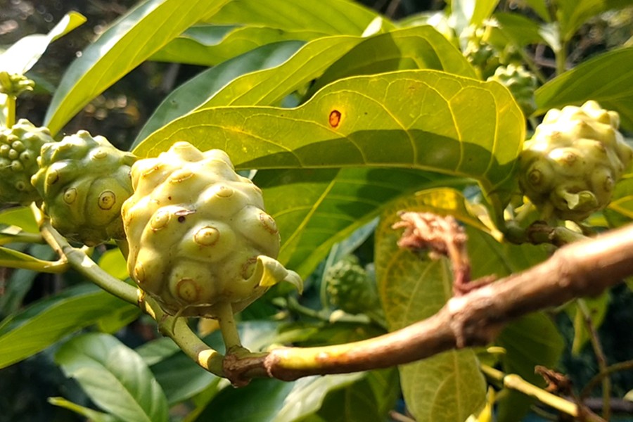 Rabiul Islam, a farmer of Dhariaghata village in Maizpara union of Sadar upazila of Narail district, raised a garden of morinda citrifolia (locally known as Noni) to become self-reliant —FE Photo